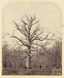 Quercia della Regina Anna da James Sinclair